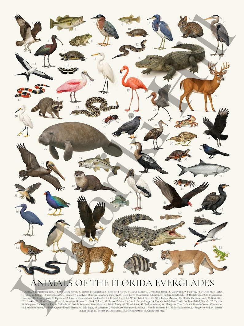 May include: A white educational poster titled ANIMALS OF THE FLORIDA EVERGLADES featuring fifty-eight numbered illustrations of wildlife including birds, reptiles, mammals, and fish, with a corresponding index list at the bottom of the page.