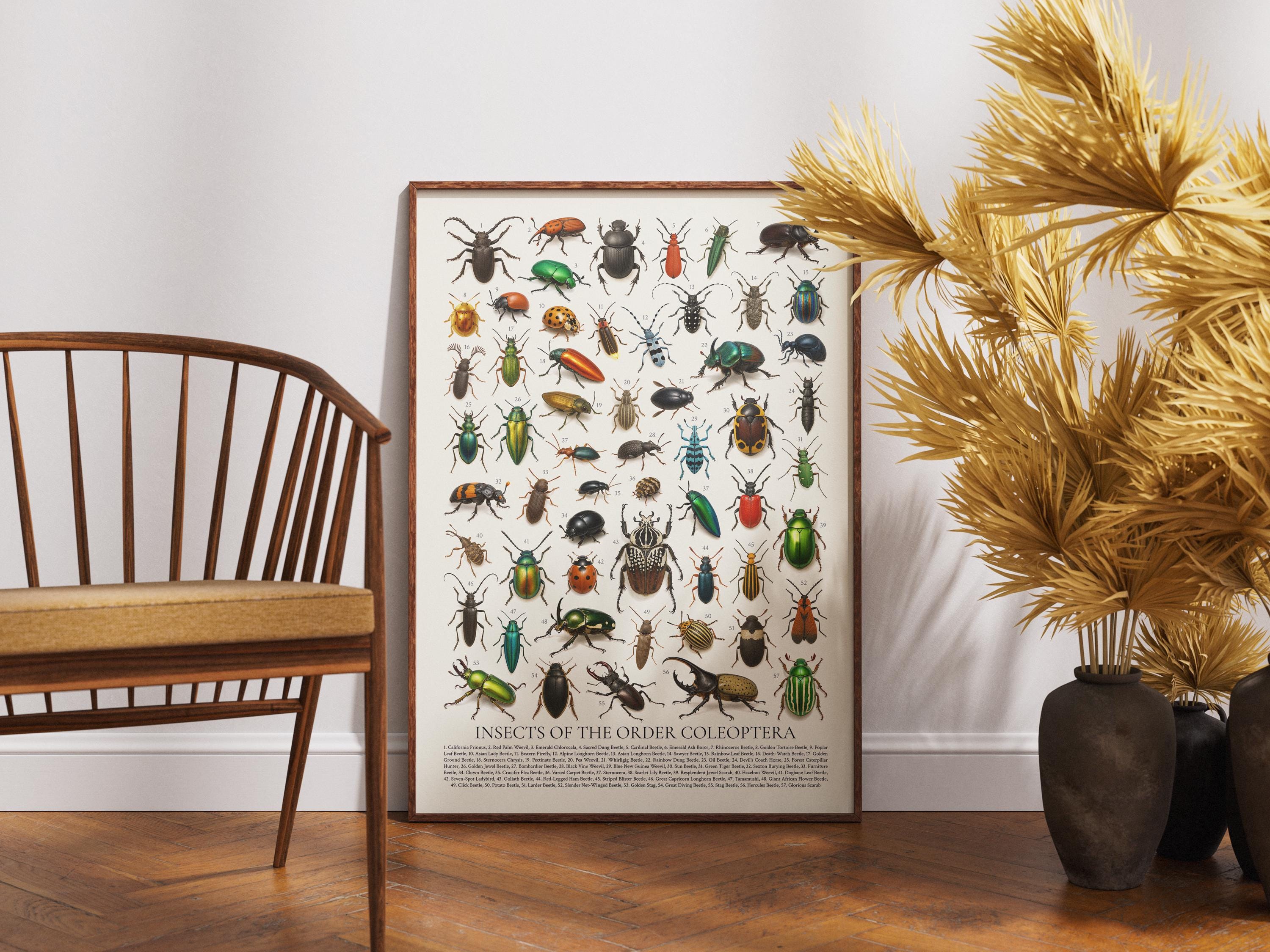 Insects of the Order Coleoptera Poster: Retro Beetle Identification ...