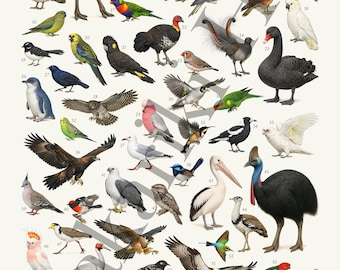 オーストラリアの鳥類：レトロスタイルの鳥類図鑑 - Etsy 日本