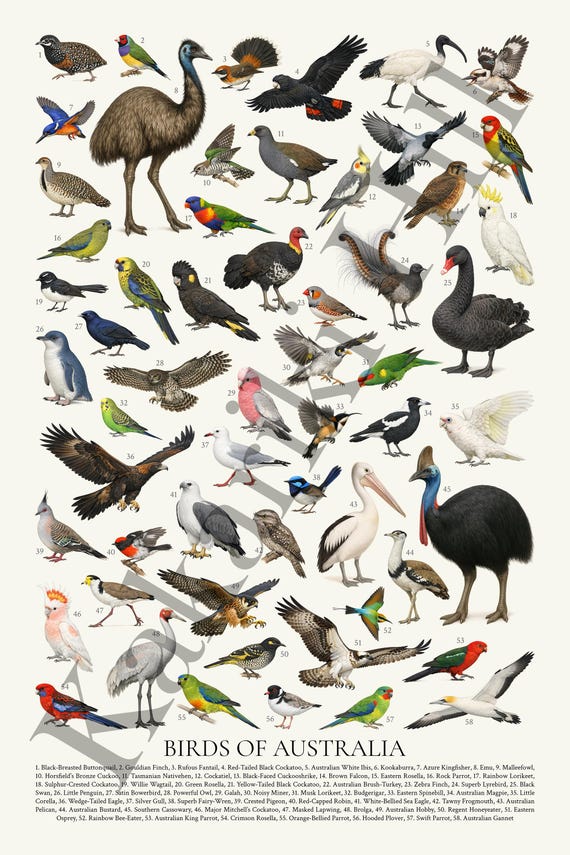 オーストラリアの鳥類：レトロスタイルの鳥類識別チャート - Etsy 日本