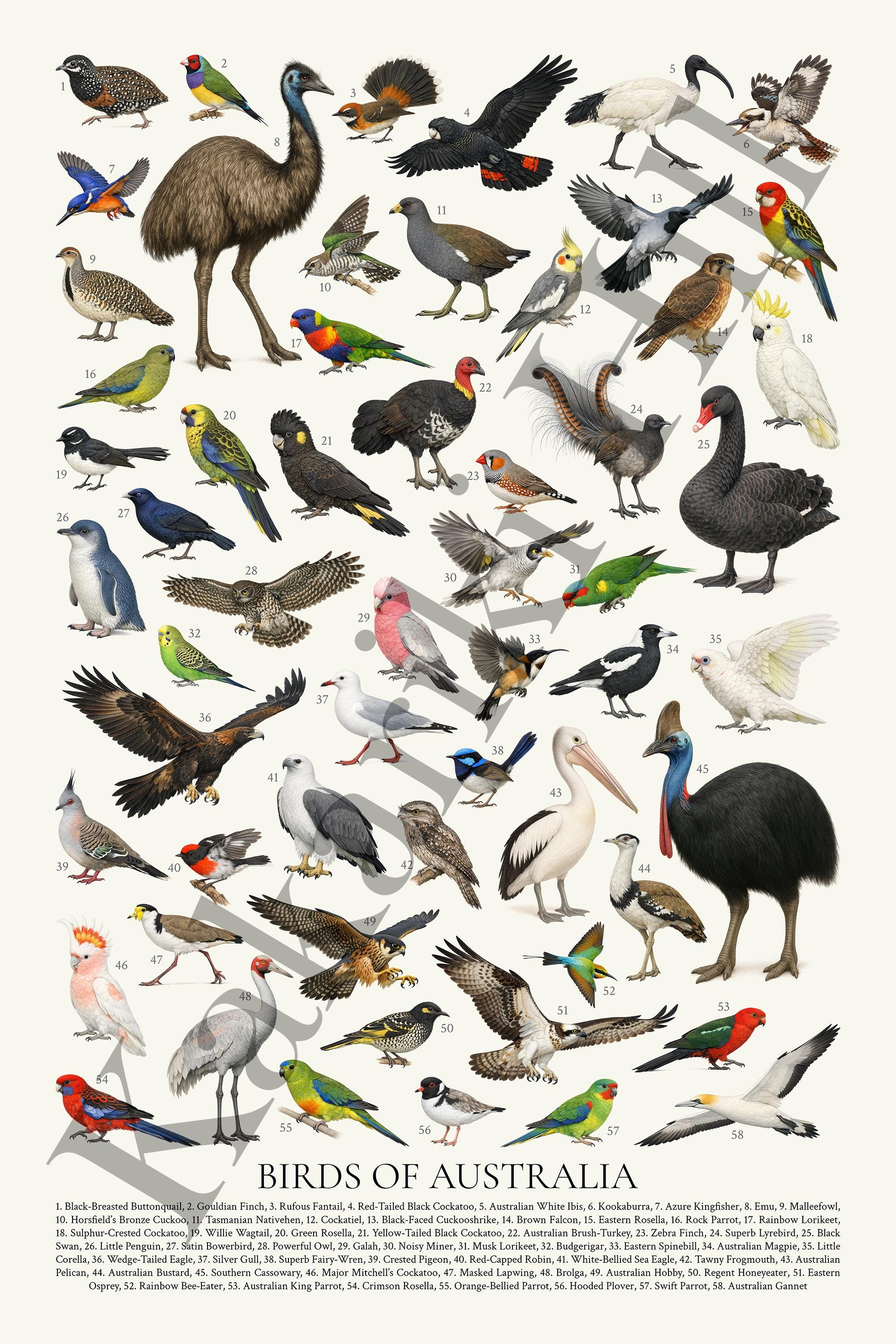 オーストラリアの鳥類：レトロスタイルの鳥類図鑑 - Etsy 日本