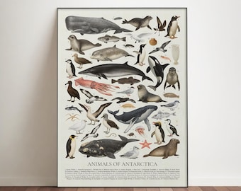 Animals of Antarctica Poster: Retro Educational Polar Identification Chart