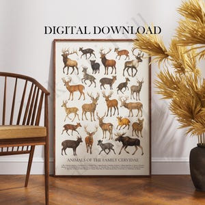 Peut inclure: Une affiche rectangulaire verticale intitulée ANIMALS OF THE FAMILY CERVIDAE présentant des illustrations de diverses espèces de cerfs dans des tons marron, beige et gris sur fond crème, avec une légende numérotée et le texte DIGITAL DOWNLOAD.
