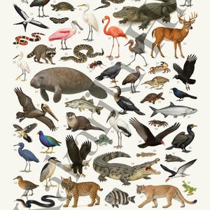 May include: A poster titled ANIMALS OF THE FLORIDA EVERGLADES featuring 58 numbered illustrations of wildlife including an alligator, panther, bobcat, manatee, deer, raccoon, various birds, snakes, fish, and insects on a white background.