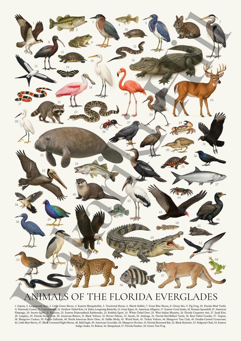 May include: A poster titled ANIMALS OF THE FLORIDA EVERGLADES featuring 58 numbered illustrations of wildlife including an alligator, panther, bobcat, manatee, deer, raccoon, various birds, snakes, fish, and insects on a white background.