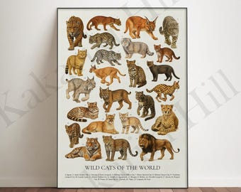 その他 Big Cats Collection [DVD] Amazon.com: Nature: Big Cats : Movies & TV