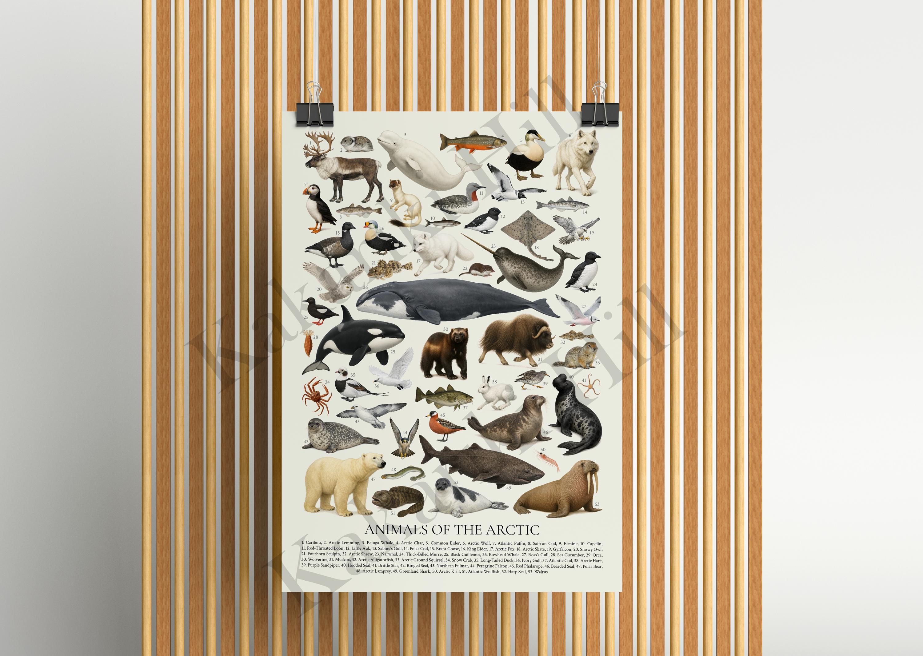北極の動物ポスター：レトロポーラー識別チャート - Etsy 日本