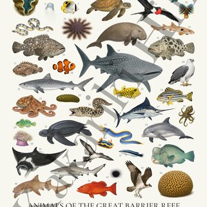 Dieren van het Great Barrier Reef-poster: educatieve identificatiekaart zeedieren afbeelding 9