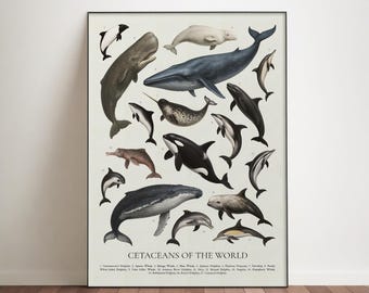 Cetaceans of The World Poster: Retro Native Animal Identification Chart
