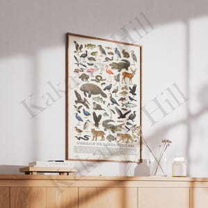 Animals of the Florida Everglades Poster: Educational Animal Identification Chart image 6