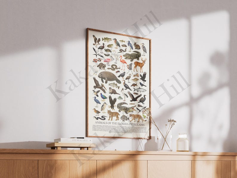 Animals of the Florida Everglades Poster: Educational Animal Identification Chart image 6