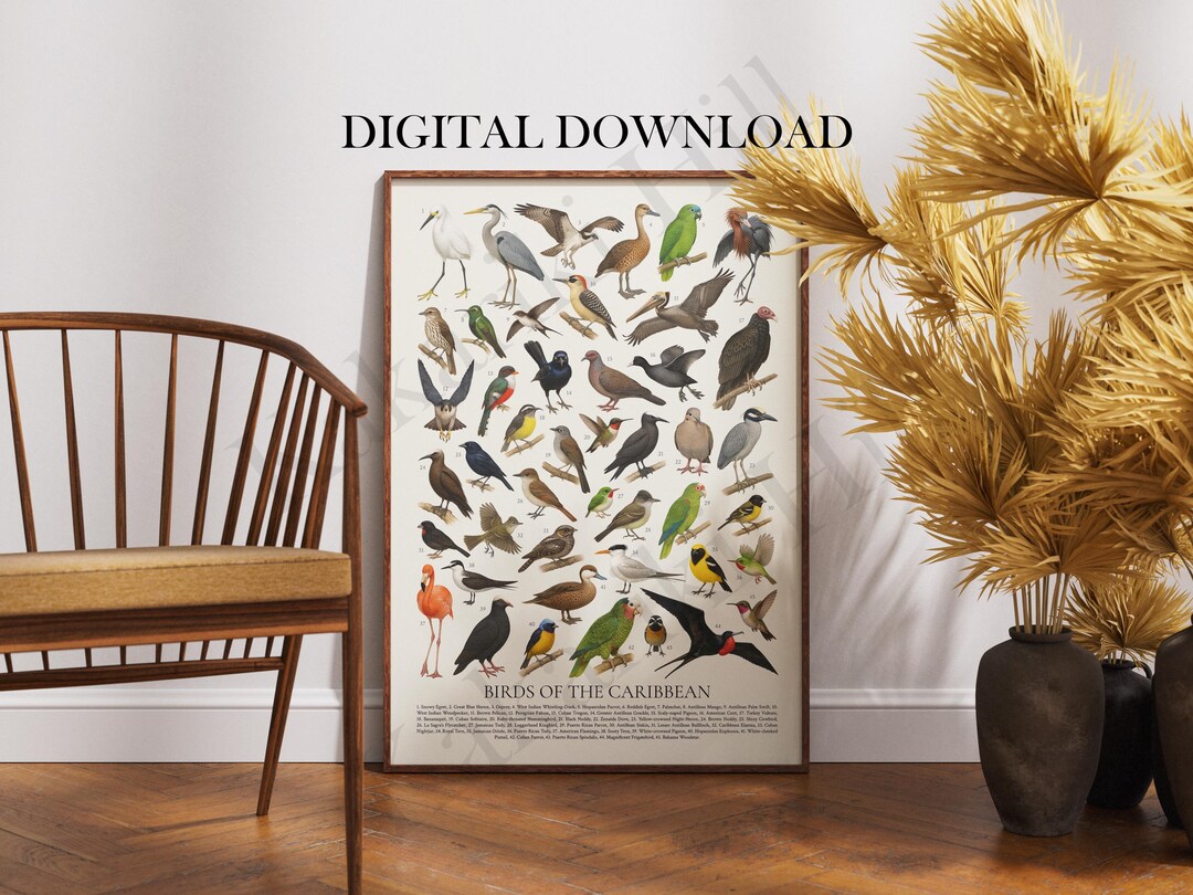 Birds of the Caribbean Poster Digital Download: Retro Ornithology