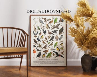 Puede incluir: Un póster de pared rectangular titulado BIRDS OF THE CARIBBEAN que presenta una cuadrícula de varias ilustraciones de aves coloridas. La impresión incluye dibujos detallados de numerosas especies aviares con sus nombres en la parte inferior.