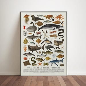 Puede incluir: Un grabado enmarcado titulado "Marine Life of the British Isles" con ilustraciones detalladas de animales marinos. La obra de arte presenta varios animales marinos, incluyendo peces, tiburones y focas, sobre un fondo crema.
