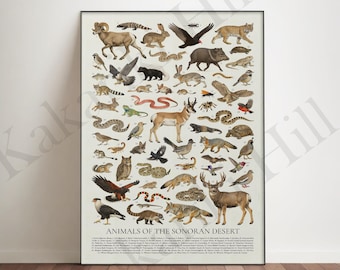 Animals of the Sonoran Desert Poster: Retro Identification Chart