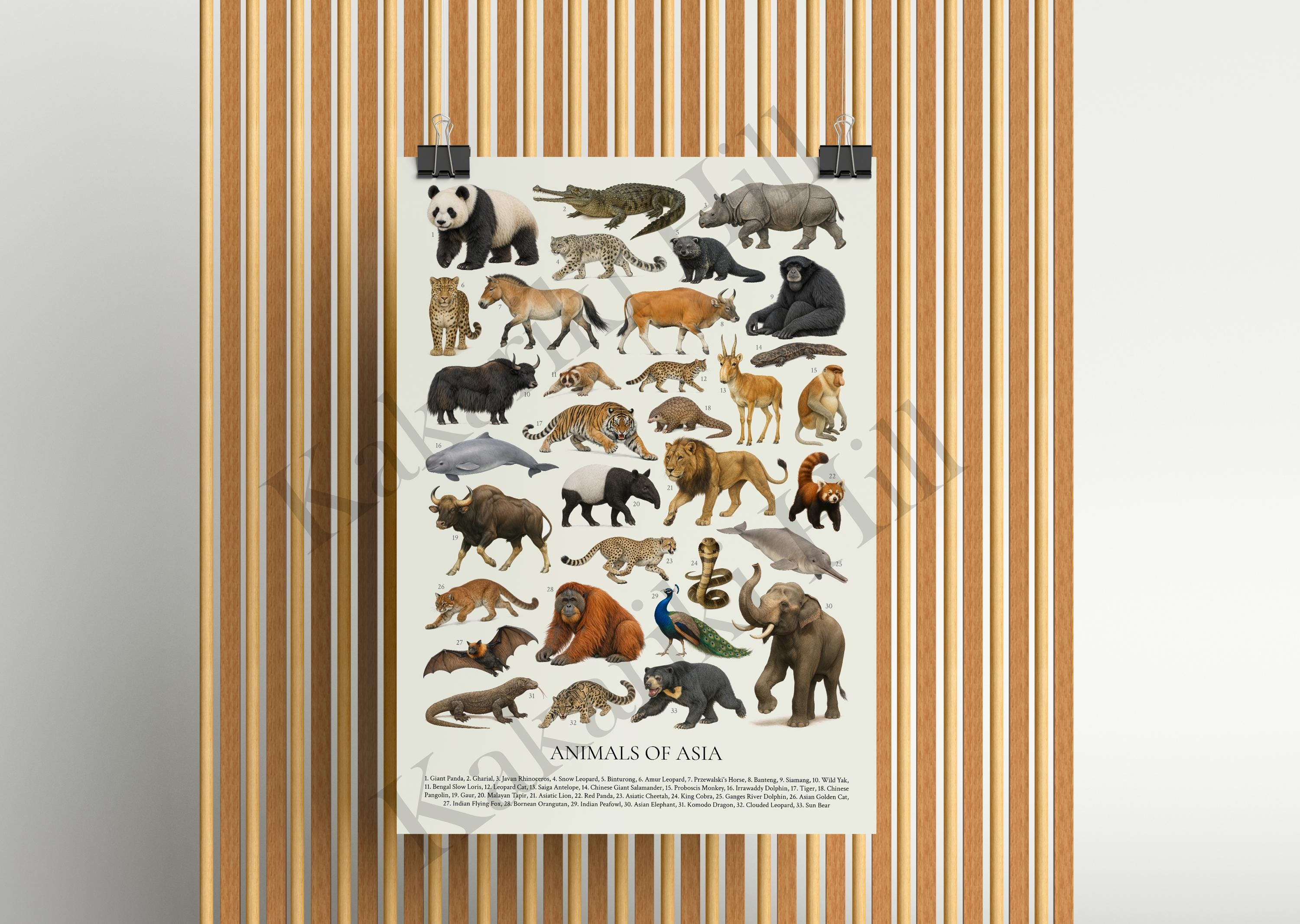 アジアの動物たち：レトロな動物識別チャート - Etsy 日本