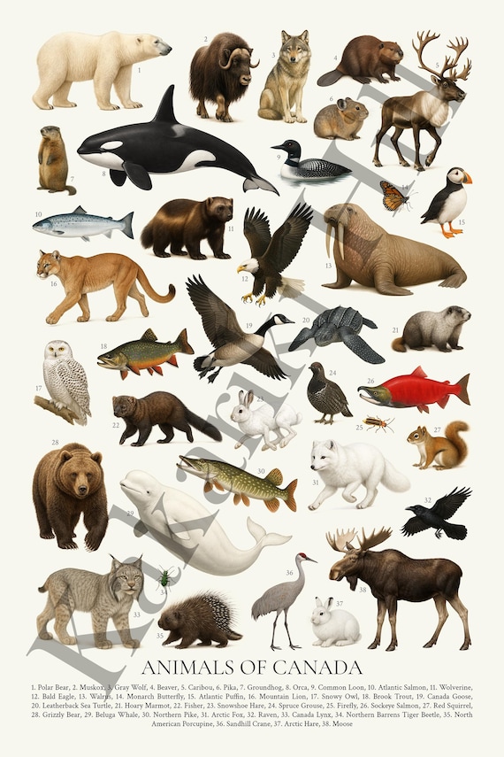 カナダの動物ポスター：野生動物識別教育チャート - Etsy 日本