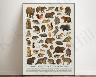 Animals of the Order Rodentia Poster: Retro Rodent Identification Chart