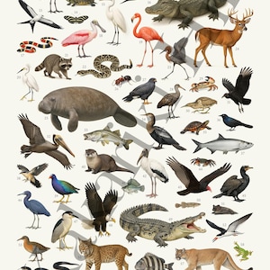 May include: A detailed educational poster titled ANIMALS OF THE FLORIDA EVERGLADES featuring 58 numbered illustrations of wildlife including an alligator, manatee, panther, bobcat, deer, various birds, reptiles, fish, and insects on a white background.