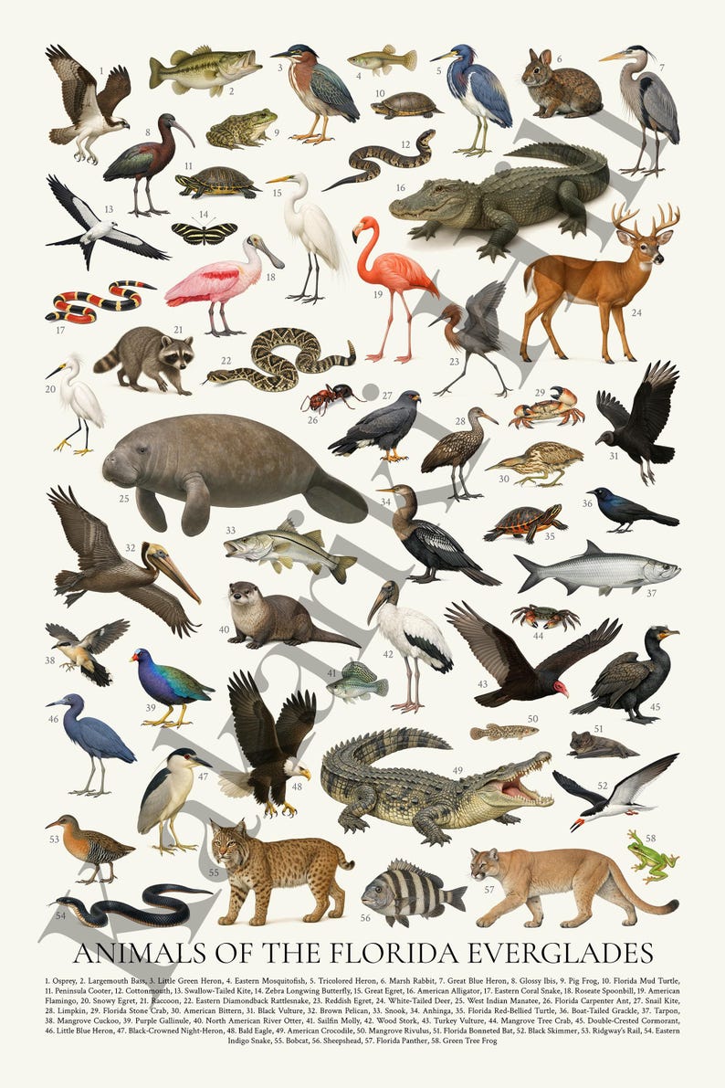 May include: A detailed educational poster titled ANIMALS OF THE FLORIDA EVERGLADES featuring 58 numbered illustrations of wildlife including an alligator, manatee, panther, bobcat, deer, various birds, reptiles, fish, and insects on a white background.