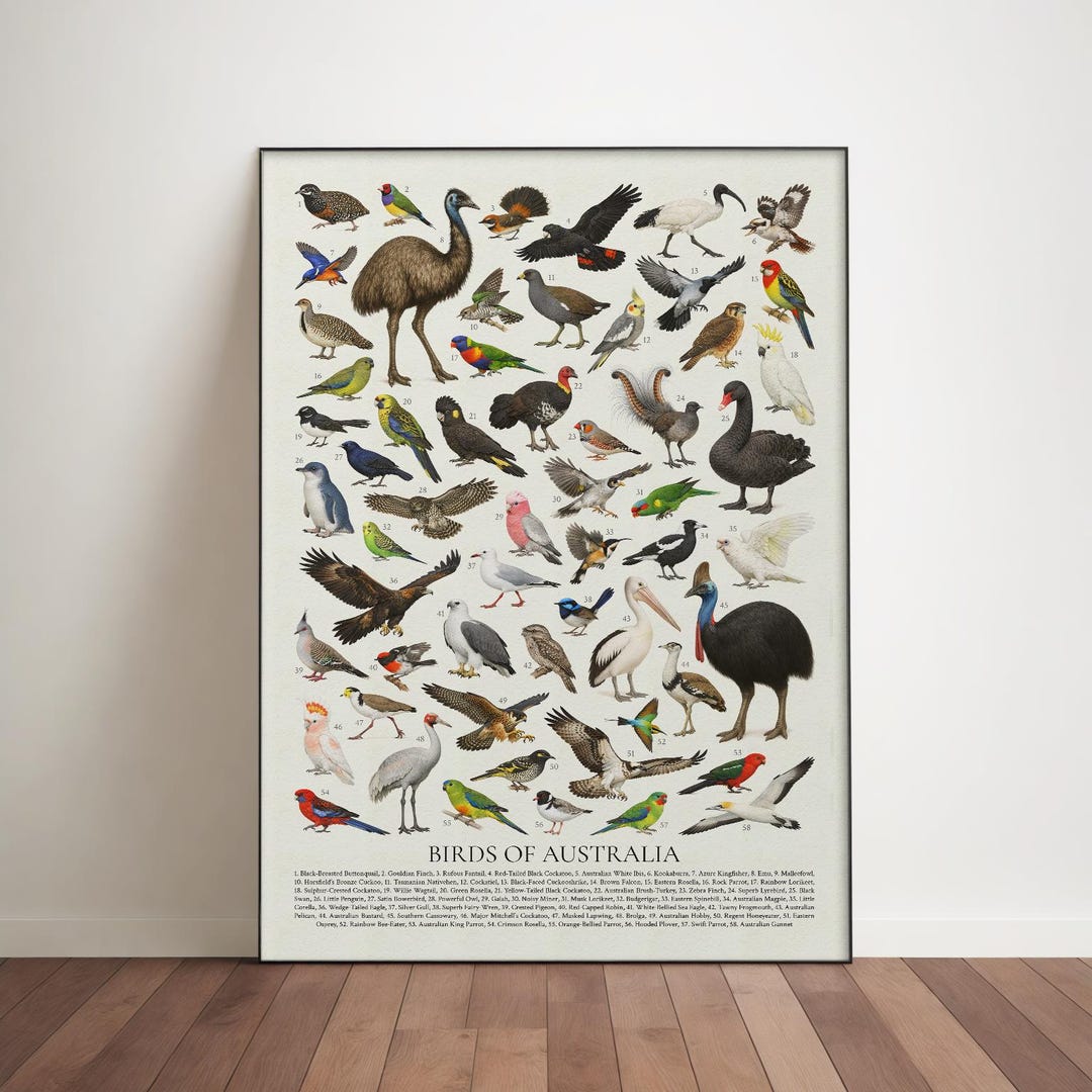 オーストラリアの鳥類：レトロスタイルの鳥類識別チャート - Etsy 日本