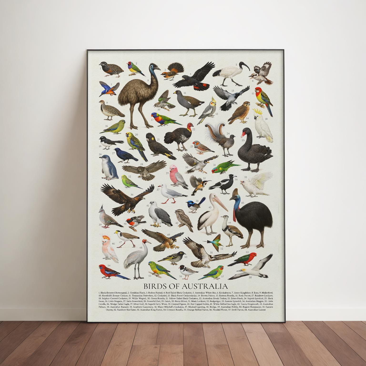 オーストラリアの鳥類：レトロスタイルの鳥類図鑑 - Etsy 日本