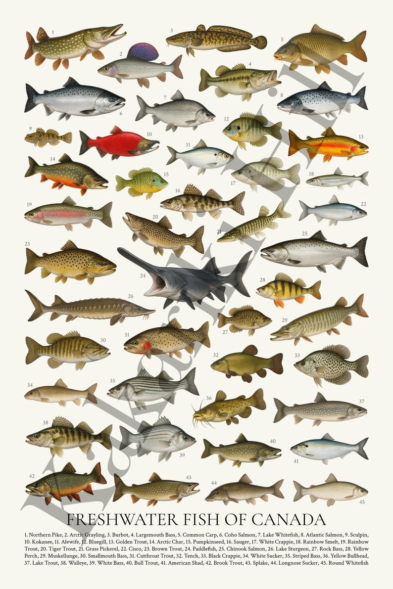 Canadian Fish Chart Freshwater Fish of Canada Poster: Retro Wildlife Identification Chart ...