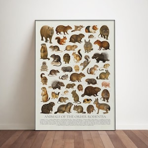 Puede incluir: Un póster enmarcado titulado "Animals of the Order Rodentia" que presenta una ilustración detallada de varios roedores. El póster muestra una variedad de especies, incluyendo ardillas, castores y cobayas, en un estilo vintage.