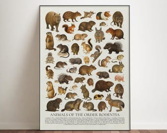 May include: A framed print titled "Animals of the Order Rodentia" featuring a detailed illustration of various rodents. The print showcases a variety of species, including squirrels, beavers, and guinea pigs, in a vintage style.