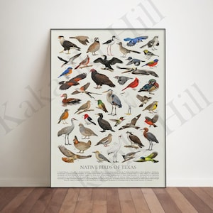 May include: A framed educational poster titled Native Birds of Texas featuring detailed illustrations of various bird species in diverse colors including brown, black, blue, red, and yellow, arranged in a grid with numbered labels and a legend.