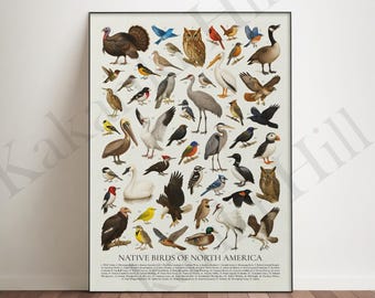 May include: A vertical poster titled Native Birds of North America featuring a detailed collection of various bird species illustrated in color. Each bird is numbered and arranged across a light background, with a legend at the bottom listing names.