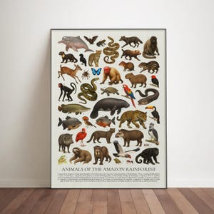 Animals of the Amazon Rainforest Poster: Retro Identification Chart
