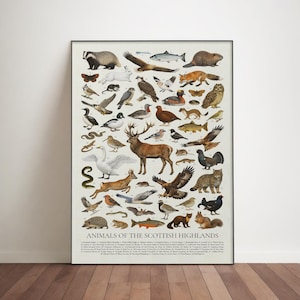 Djur från det skotska höglandet Poster: Pedagogiskt identifieringsdiagram för vilda djur