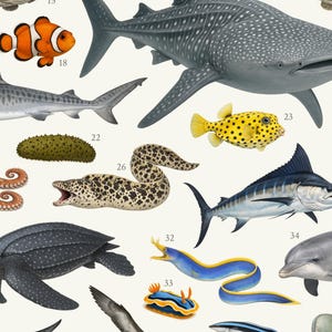 Op de afbeelding: Gedetailleerde illustratie van diverse zeedieren, waaronder een walvishaai, een clownvis en een gele kogelvis. Andere zeedieren zijn een zeeschildpad, een paling en een dolfijn. Witte achtergrond.