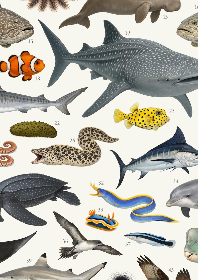 Op de afbeelding: Gedetailleerde illustratie van diverse zeedieren, waaronder een walvishaai, een clownvis en een gele kogelvis. Andere zeedieren zijn een zeeschildpad, een paling en een dolfijn. Witte achtergrond.