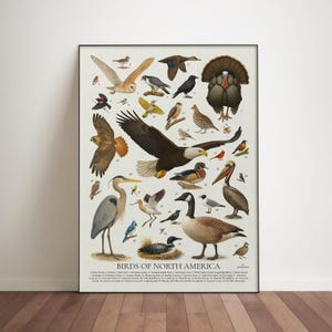 Birds of North America Matte Wall Poster. Retro Native Animal Illustration Chart. Scientific Educational Ornithology Art Print. Wildlife USA
