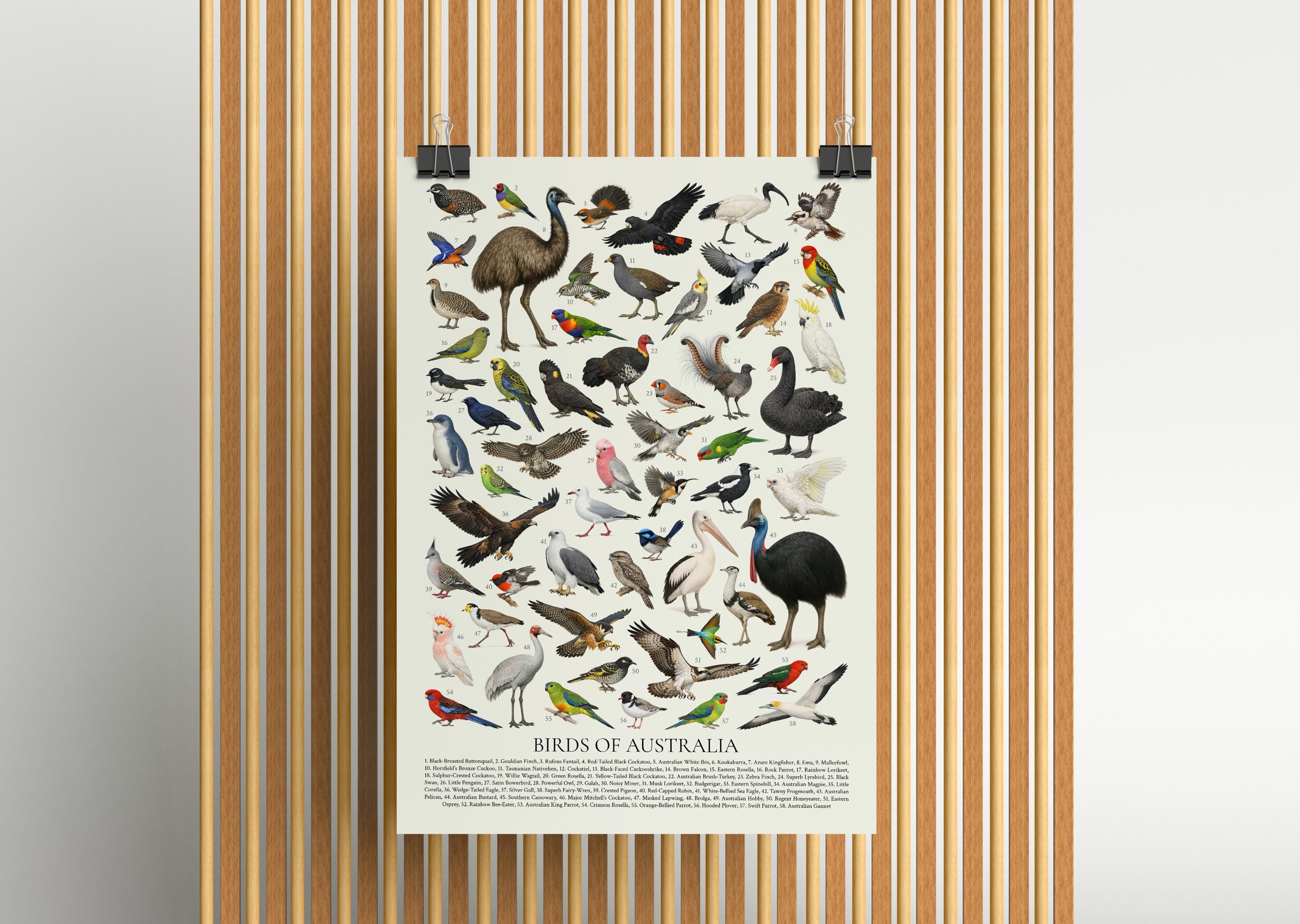 オーストラリアの鳥類:レトロスタイルの鳥類図鑑 - Etsy 日本 オーストラリアの鳥類:レトロスタイルの鳥類図鑑 - Etsy 日本