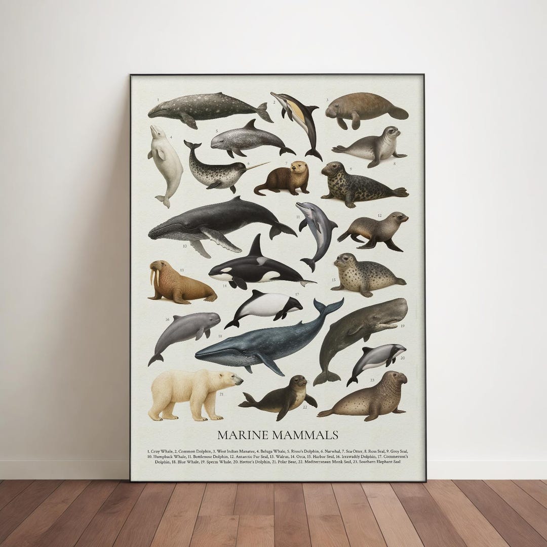 Marine Mammals Poster: Retro Sealife Illustration, Educational Wall Art ...