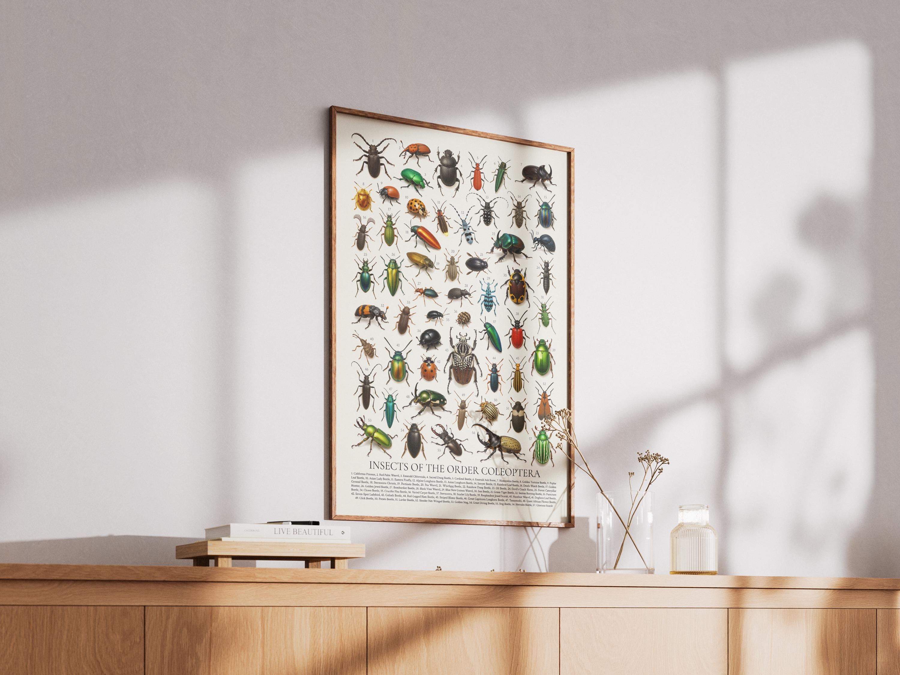 Insects of the Order Coleoptera Poster: Retro Beetle Identification ...