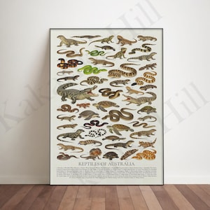 Può includere: Un poster educativo verticale intitolato REPTILES OF AUSTRALIA che presenta numerose illustrazioni dettagliate di vari serpenti, lucertole, tartarughe e coccodrilli disposti in una griglia con etichette numerate e una legenda in basso.