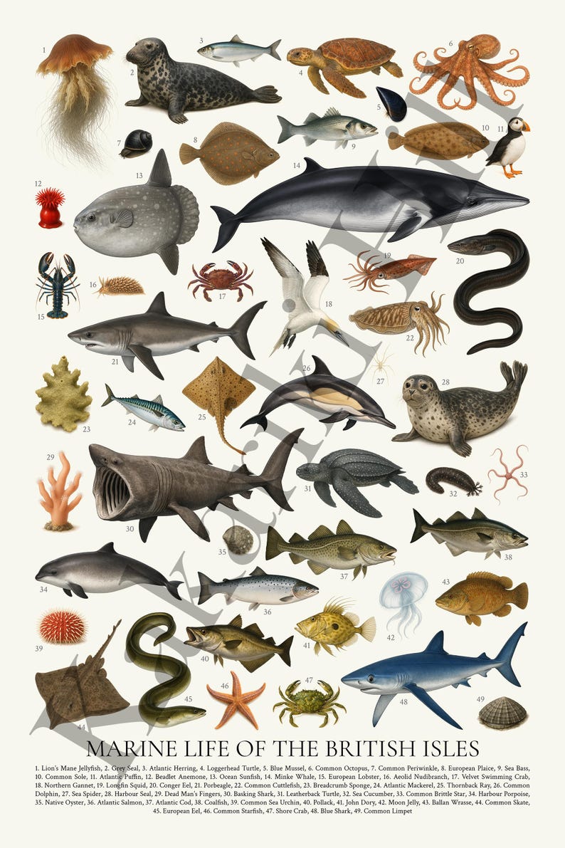 Marine Life of the British Isles Poster: Retro Wildlife Education Chart ...