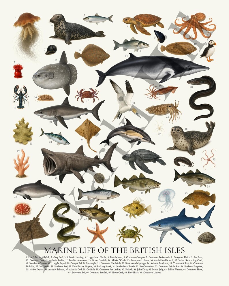 Marine Life of the British Isles Poster: Retro Wildlife Education Chart ...