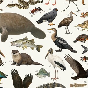 May include: A detailed educational poster featuring numbered illustrations of various wildlife species, including a manatee, a rattlesnake, an ant, a bald eagle, a crocodile, an otter, and several bird species, all set against a plain off-white background.