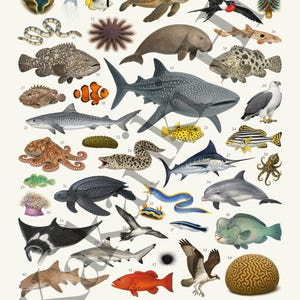 Op de afbeelding: Educatieve poster met illustraties van verschillende zeedieren van het Great Barrier Reef, waaronder haaien, vissen en schildpadden. De poster bevat de namen van elk dier, zoals de walvishaai, clownvis en zeeschildpad.