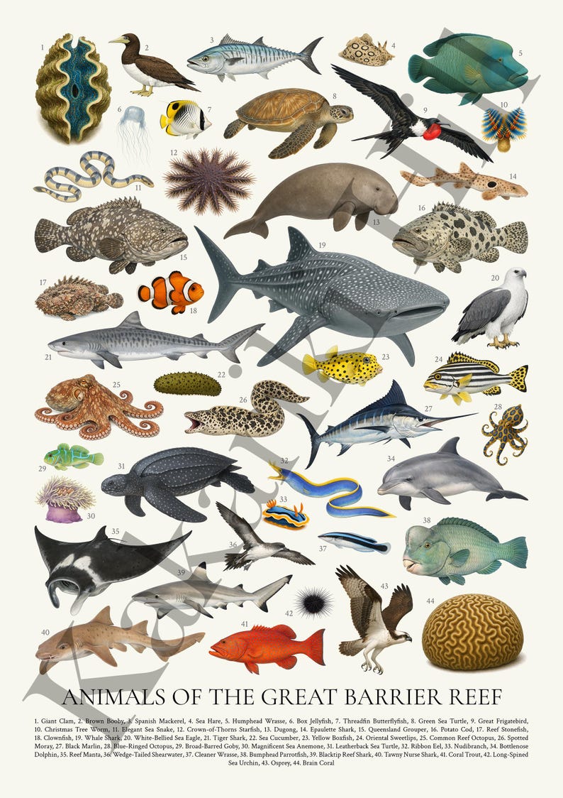 Op de afbeelding: Educatieve poster met illustraties van verschillende zeedieren van het Great Barrier Reef, waaronder haaien, vissen en schildpadden. De poster bevat de namen van elk dier, zoals de walvishaai, clownvis en zeeschildpad.