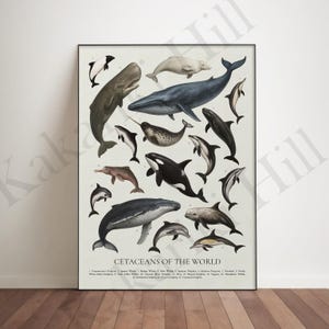 Może przedstawiać: Pionowy plakat zatytułowany CETACEANS OF THE WORLD przedstawiający szczegółowe ilustracje siedemnastu różnych gatunków wielorybów i delfinów na jasnym kremowym tle, z ponumerowanymi etykietami odpowiadającymi liście na dole wydruku.