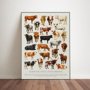 May include: A framed print featuring a detailed illustration of various domesticated cattle breeds. The artwork showcases a variety of cow breeds in different colors and patterns, with text at the bottom identifying each breed. The print is displayed on a wooden floor.