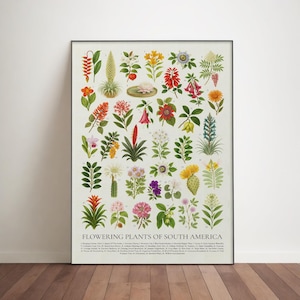 Puede incluir: Un grabado botánico enmarcado titulado "Flowering Plants of South America". El grabado presenta una ilustración detallada de varias flores y plantas coloridas, cada una etiquetada. La obra de arte está sobre un fondo color crema.