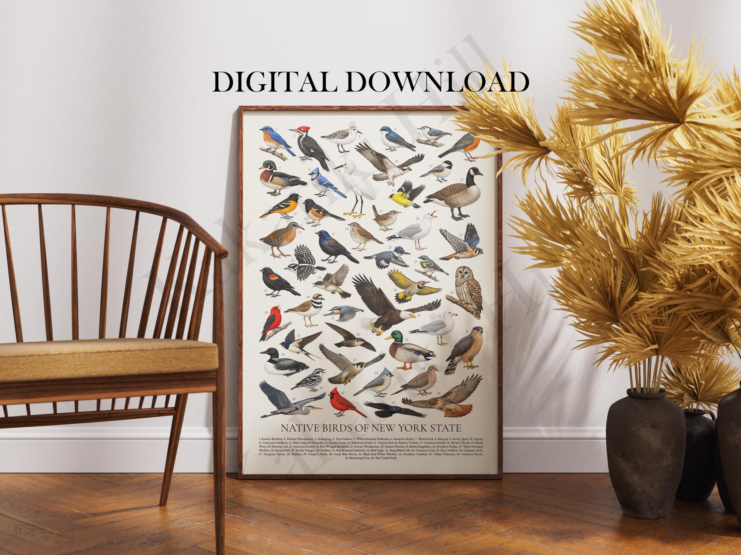 Native Birds of New York State Poster Digital Download: Retro