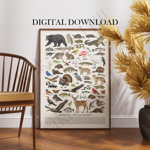 May include: A vertical poster titled Animals of Louisiana featuring a detailed collection of various wildlife illustrations including a black bear, alligator, deer, and birds, with a list of species names printed at the bottom of the white background.